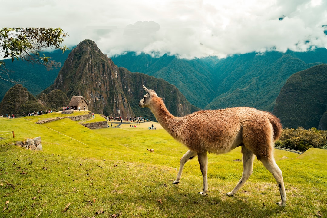 llama.cpp 运行 DeepSeek-V4 量化版