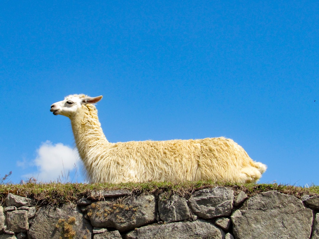 llama.cpp draft模型张量分割修复实测