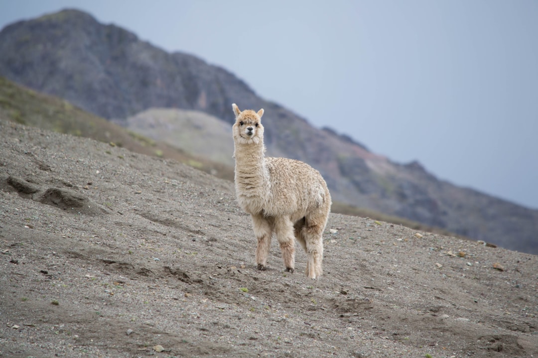 llama.cpp 新增量化类型查询接口