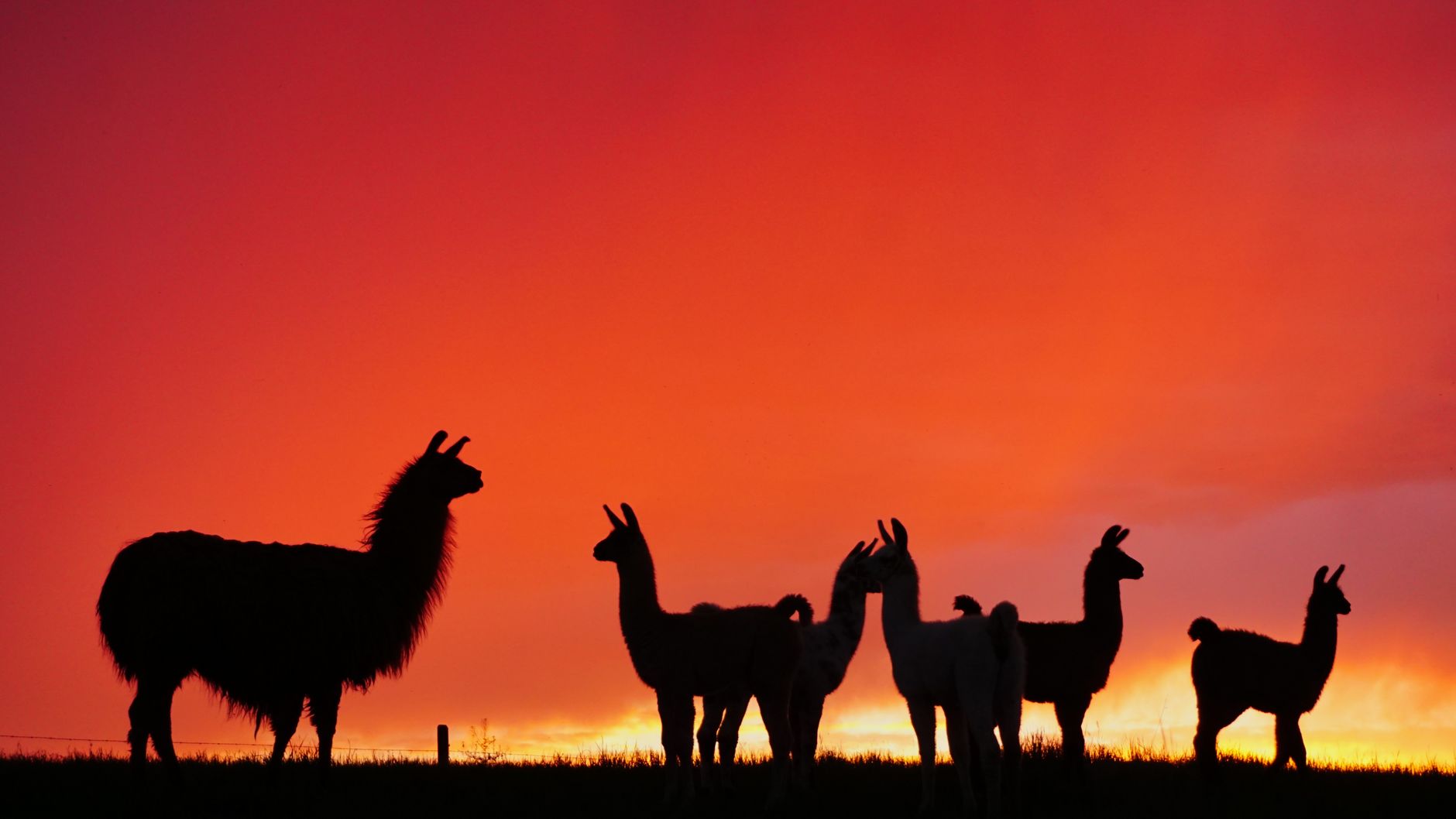 深入 llama.cpp：如何根治模型推理循环问题
